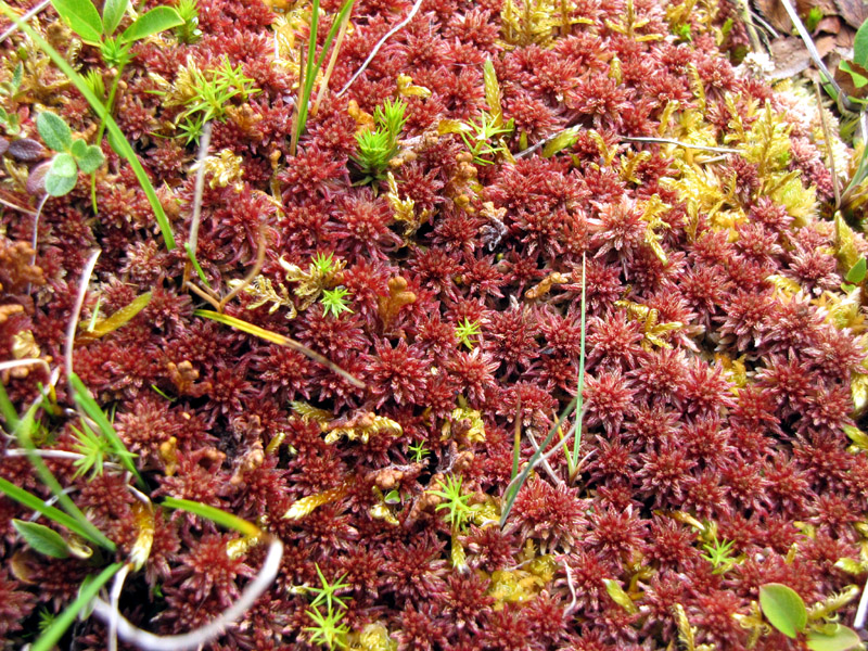 Sphagnum warnstorfii